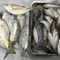 アジ ガシラ メッキ アオリイカ